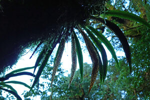 Asplenium ensiforme, Doi Inthanon, 2500 m asl, Thailand
