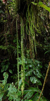 Asplenium pellucidum and Phlegmariurus phlegmaria as hanging epiphytes, Imbu Rano, Kolombangara, Solomon Islands