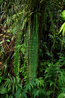 Asplenium pellucidum, Imbu Rano, Kolombangara, Solomon Islands