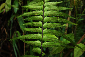 Asplenium pellucidum, sori, Imbu Rano, Kolombangara, Solomon Islands