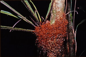 Asplenium serratum, dense spongy mat of root system, crique Voltaire, French Guyana