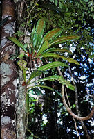 Asplenium serratum just above Philodendron linnaei, same habitat, same size, same leaf shape, Saul, French Guyana