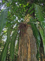 Asplenium serratum, stem base covered by roots mat, Inkaterra, Madre de Dios, Peru
