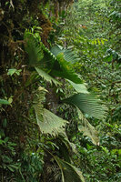 Asplundia cf. truncata as a massive epiphyte in cloud forest canopy, Mashpi FR, Pichincha, Ecuador