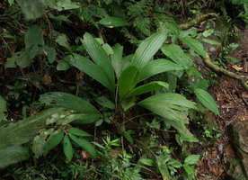 Asplundia polymera, Serra do Tabuleiro, Santa Catarina, Brazil