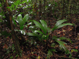 Asplundia sp., acaulous rosetted species, Inkaterra, Madre de Dios, Peru