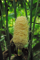 Asplundia sp., spadix just before anthesis, Osa, Costa Rica