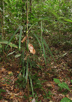 Asplundia sp. with long narrow bifid leaves, Inkaterra, Madre de Dios, Peru