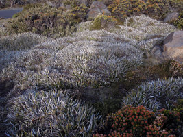 Astelia alpina, dense mats, Mount Wellington, Tasmania