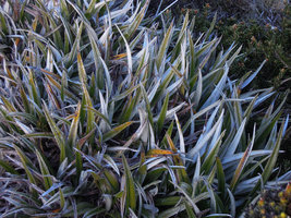 Astelia alpina, leaves close-up, Mount Wellington, Tasmania