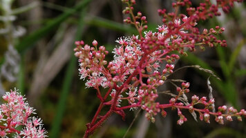 Astilbe papuana, flowers, tari, 2500 m asl, Hela, Papua new Guinea