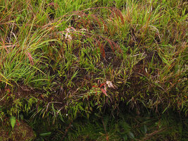 Astilbe papuana in montane swampy svanna, Tari Gap, 3000 m asl, Hela, Papua New Guinea