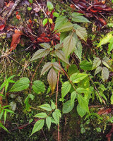 Astilbe papuana, leaves, Tari, 2200 m asl, Hela, Papua New Guinea