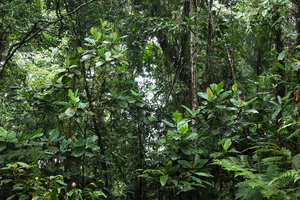 Astronidium miraculum-dei at forest edge, Imbu Rano, Kolombangara, Solomon Islands