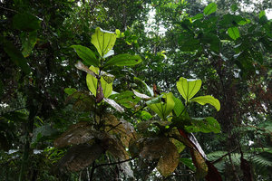 Astronidium miraculum-dei, living and decaying leaves, Imbu Rano, Kolombangara, Solomon Islands