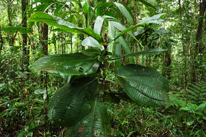 Astronidium miraculum dei, orthotropic isophyllous stem with pseudostipular outgrowths at petiole bases, Imbu Rano, Kolombangara, Solomon Islands