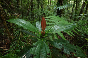 Astronidium miraculum dei, young red leaves with prominent pseudostipular outgrowths at petiole base, Imbu Rano, Kolombangara, Solomon Islands