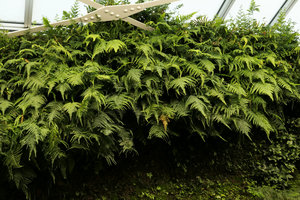 Athyrium deltoidofrons on the vertical garden, close up of the fronds, Shinkansen station, Yamaguchi, Japan
