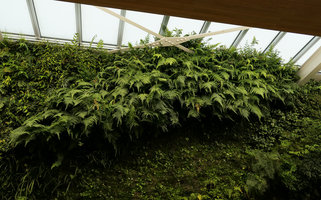 Athyrium deltoidofrons on the vertical garden, Shinkansen station, Yamaguchi, Japan