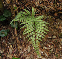 Athyrium otophorum, Yamaguchi, Japan