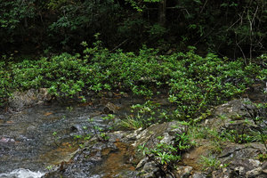 Augusta rivalis, dense population in fast flowing stream, Mountain Pine Ridge Reserve, Belize