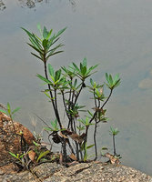 Augusta rivalis, erect rheophytic shrub, Mountain Pine Ridge Reserve, Belize