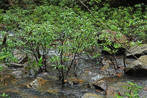 Augusta rivalis, erect shrubs emerging from fast flowing forest stream, Mountain Pine Ridge Reserve, Belize