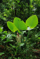 Patrick Blanc among the leaves of Colocasia gigantea, Hinboun, Laos, mai 2012