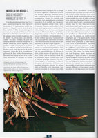 Etre plante à l&#039;ombre des forêts tropicales