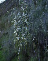Baeckea linifolia, flowers close-up, Blue Mountains, NSW, Australia