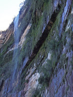 Baeckea linifolia growing vertically in the spay of a waterfall, Blue Mountains, NSW, Australia