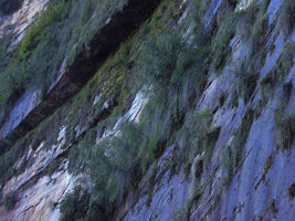 Baeckea linifolia installed in horizontal cracks of a vertical seeping cliff, Blue Mountains, NSW, Australia