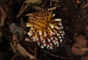 Balanophora fungosa, Brahmagiri WS Inde