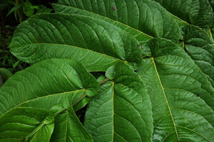 Banara regia, alternate dentate leaves with asymmetric auriculate base on plagiotropic branch, Mashpi FR, Pichincha, Ecuador