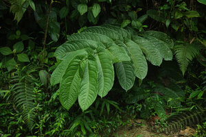 Banara regia at forest edge, Mashpi FR, Pichincha, Ecuador