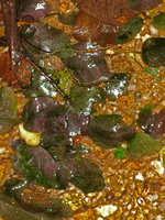 Barclaya kunstleri, individuals, Selangor, Malaysia