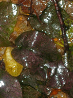 Barclaya kunstleri, iridescence, Selangor, Malaysia