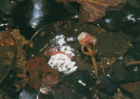 Barclaya kunstleri, the envelope of the ripe fruit decays, releasing the small black seeds embedded in a white floating air filled pulp allowing water dispersal, Selangor, Malaysia
