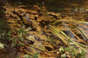 Barclaya longifolia and Crinum thaianum, Kuraburi, Thailand