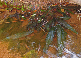 Barclaya longifolia and Utricularia sp. in a sandy river bank, Takua Pa, Thailand