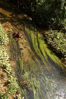 Barclaya longifolia, Blyxa echinosperma and Crinum thaianum as rheophytes, Kuraburi, Thailand