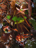 Barclaya longifolia, flower and two ripe fruits lying at the water surface, Takua Pa, Thailand