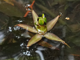 Barclaya longifolia flower, Cat Tien NP, Vietnam