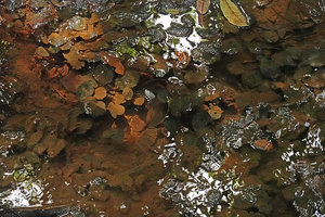 Barclaya kunstleri, perfectly growing in spite of the  thick muddy deposits on the leaves, blocking most of the low light intensity, Bukit Timah, Singapore
