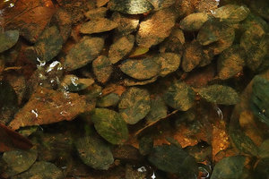 Barclaya kunstleri, submerged leaves covered by mud in a slow flowing water stream in a relictual freshwater swamp forest, Bukit Timah, Singapore