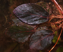 Barclaya kunstleri, shiny blackish leaves cleaned from the mud deposits, Bukit Timah, Singapore