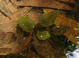 Barclaya kunstleri thin leaved form with glabrous petioles, previously considered as B. kunstleri, in standing water among dead fallen tree leaves in a relictual freshwater swamp forest, Bukit Timah, Singapore