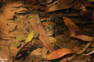 Barclaya kunstleri, weakly growing individuals in standing water among dead fallen tree leaves in a relictual freshwater swamp forest, Bukit Timah, Singapore