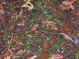 Barclaya panchorensis invading the Cryptocoryne elliptica habitat, Bukit Panchor, Penang, Malaysia