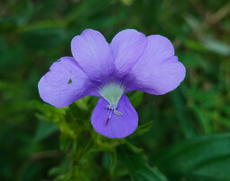 Barleria strigosa, flower, Pai District, Thailand